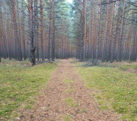 Прирезка лесных участков Кадастровые работы в Хотьково